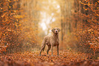 Chesapeake Bay Retriever