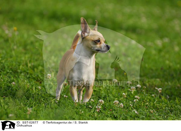 Chihuahua / Chihuahua / SST-02677