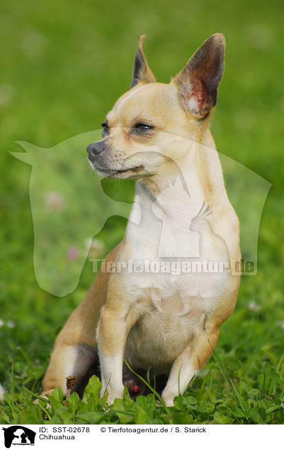 Chihuahua / SST-02678