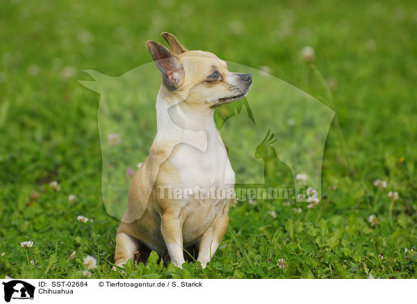 Chihuahua / Chihuahua / SST-02684