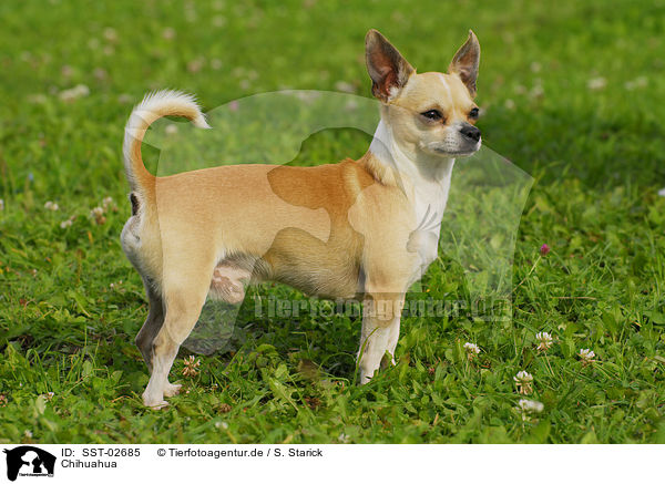 Chihuahua / SST-02685
