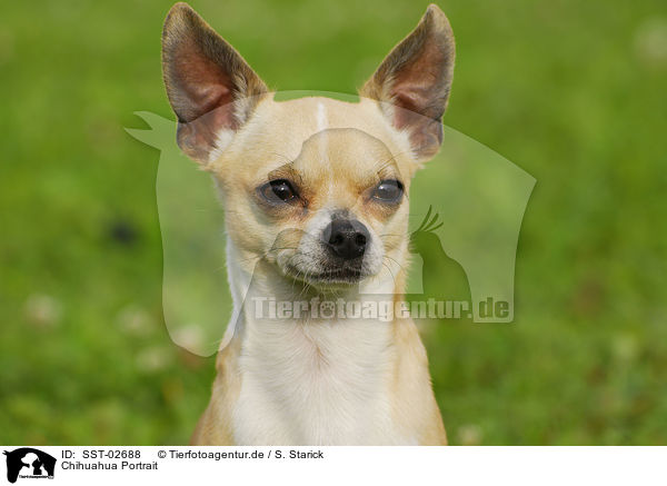 Chihuahua Portrait / SST-02688