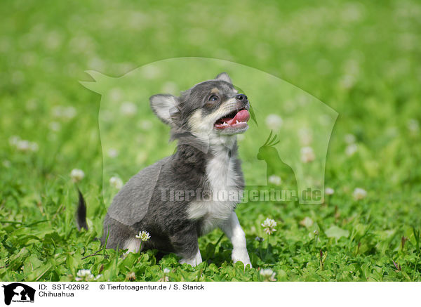 Chihuahua / Chihuahua / SST-02692