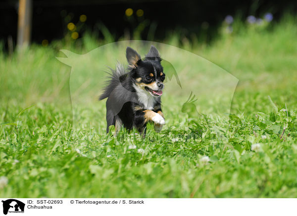 Chihuahua / Chihuahua / SST-02693