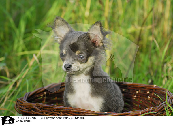 Chihuahua / Chihuahua / SST-02707