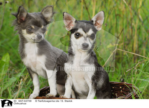 Chihuahua / SST-02709
