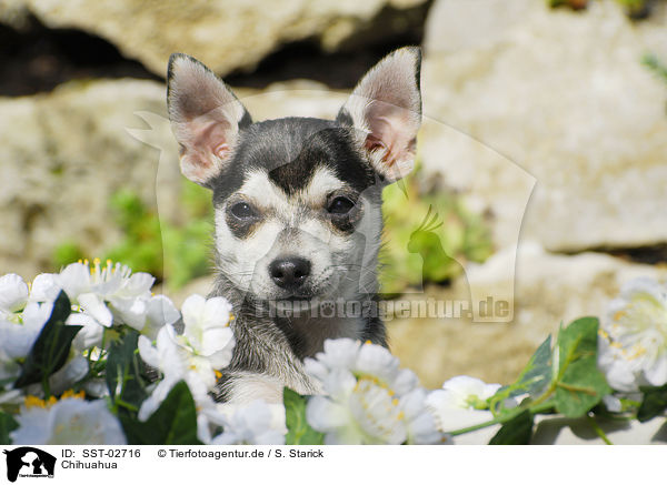 Chihuahua / SST-02716