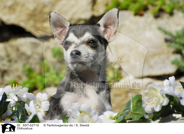 Chihuahua / Chihuahua / SST-02719