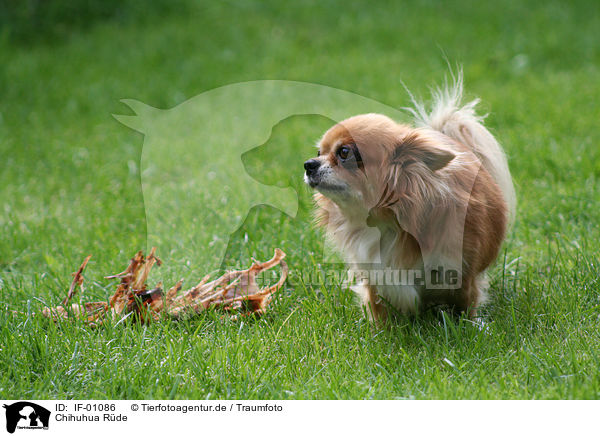 Chihuhua Rde / IF-01086