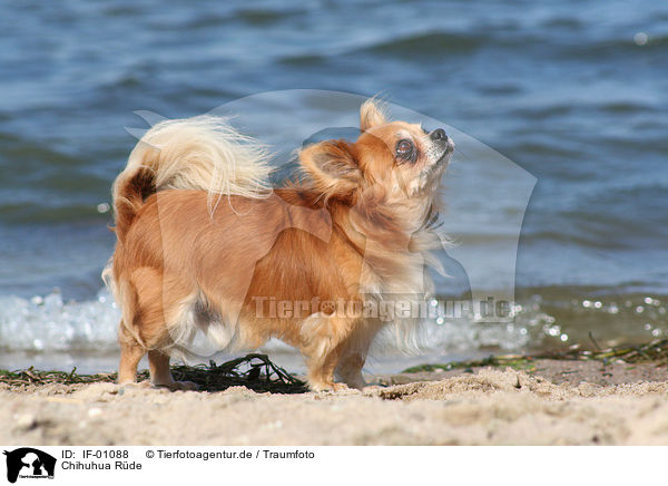 Chihuhua Rde / chihuahua / IF-01088