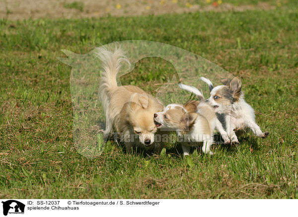 spielende Chihuahuas / SS-12037