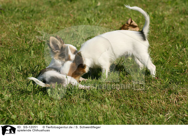 spielende Chihuahuas / SS-12051