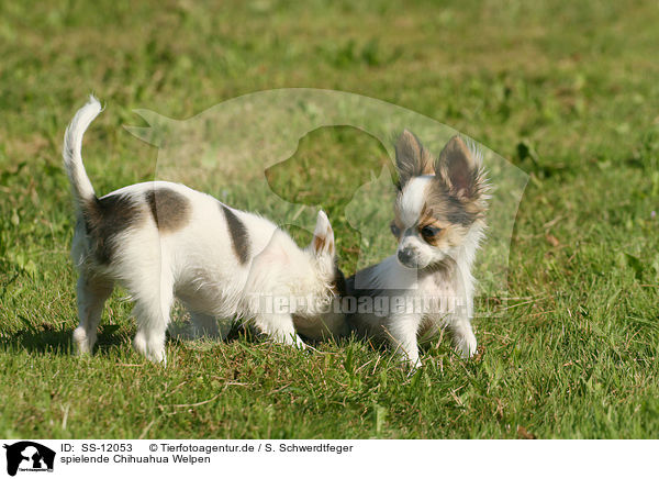spielende Chihuahua Welpen / SS-12053
