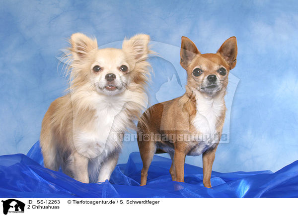 2 Chihuahuas / SS-12263
