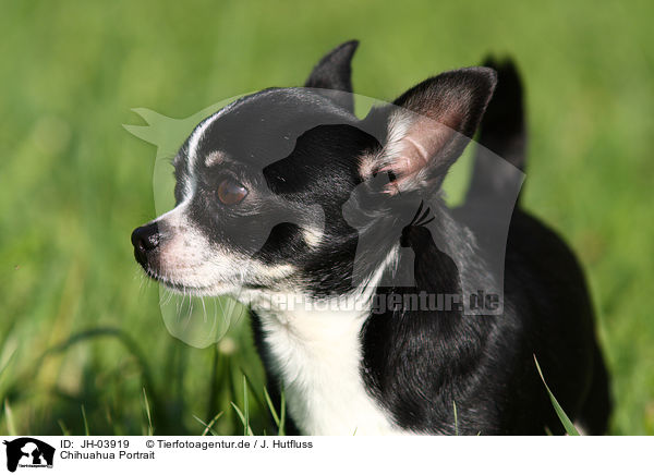 Chihuahua Portrait / JH-03919