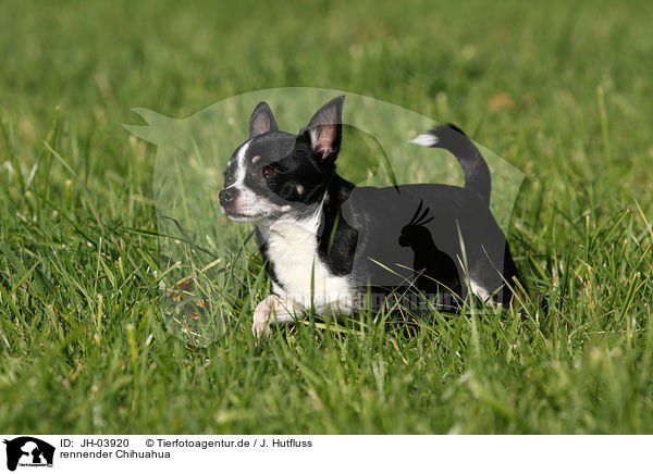 rennender Chihuahua / JH-03920