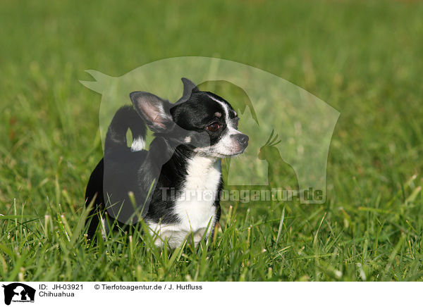 Chihuahua / JH-03921