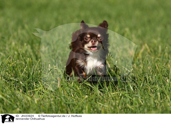 rennender Chihuahua / running Chihuahua / JH-03924