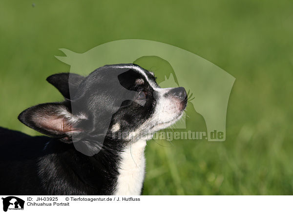 Chihuahua Portrait / JH-03925