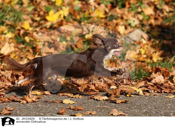 rennender Chihuahua / running Chihuahua / JH-03929