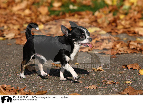 rennender Chihuahua / running Chihuahua / JH-03930