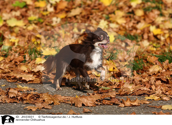 rennender Chihuahua / running Chihuahua / JH-03931