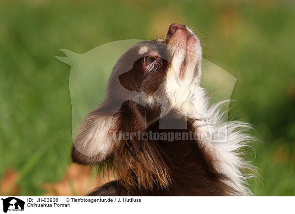 Chihuahua Portrait / Chihuahua Portrait / JH-03936