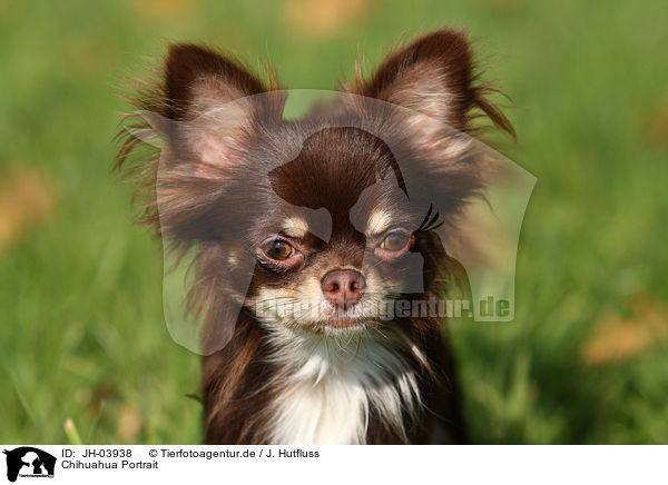 Chihuahua Portrait / JH-03938