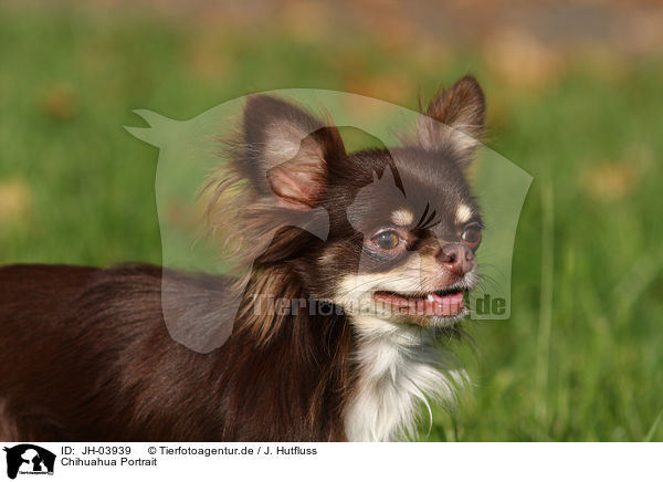 Chihuahua Portrait / JH-03939