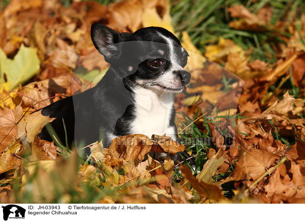 liegender Chihuahua / lying Chihuahua / JH-03943