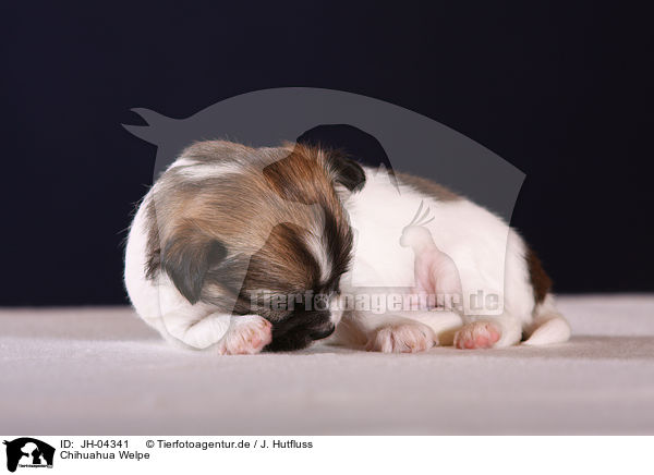 Chihuahua Welpe / chihuahua puppy / JH-04341