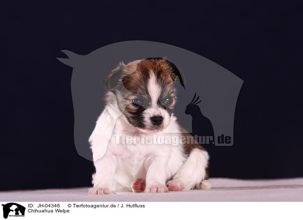 Chihuahua Welpe / chihuahua puppy / JH-04346