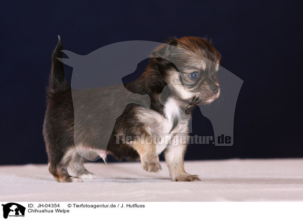 Chihuahua Welpe / chihuahua puppy / JH-04354