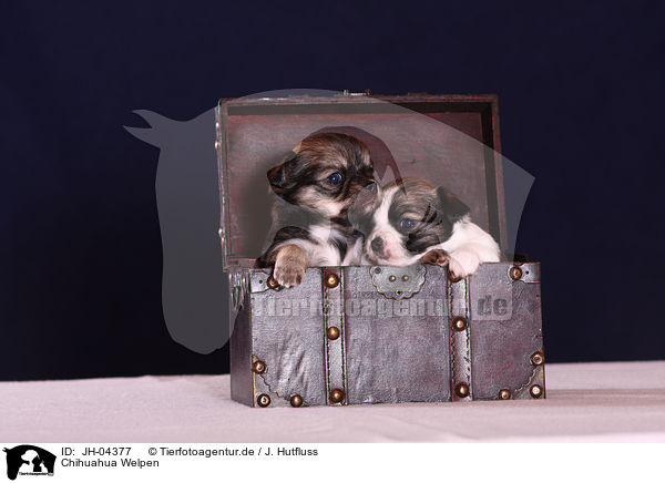 Chihuahua Welpen / JH-04377