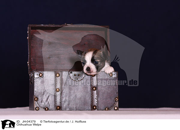 Chihuahua Welpe / JH-04379