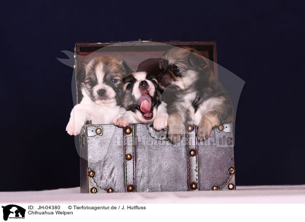 Chihuahua Welpen / JH-04380