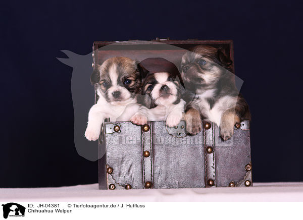 Chihuahua Welpen / JH-04381