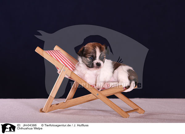 Chihuahua Welpe / JH-04386