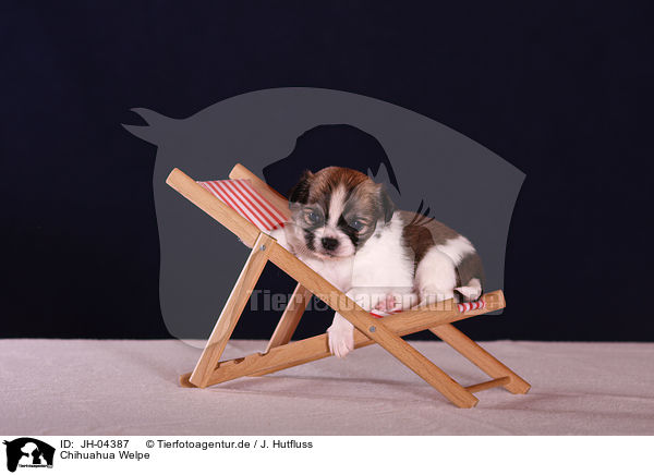 Chihuahua Welpe / JH-04387