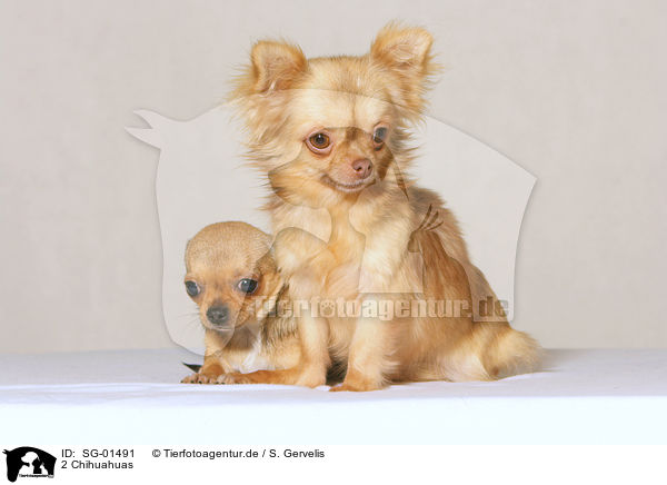 2 Chihuahuas / SG-01491