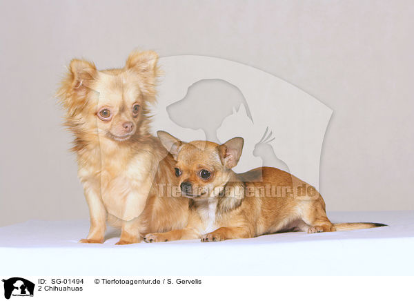 2 Chihuahuas / SG-01494