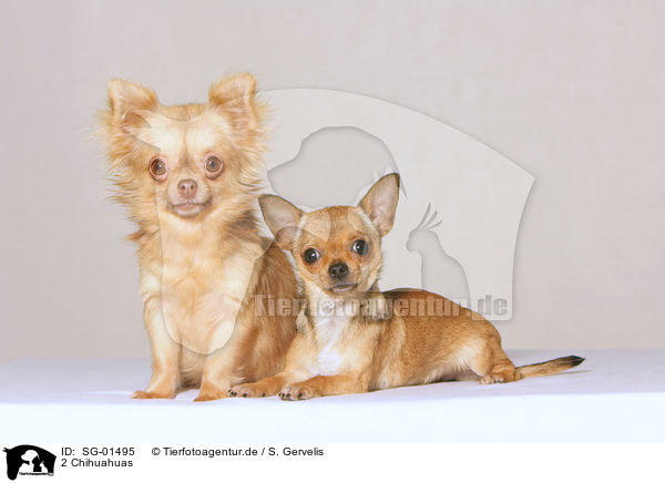 2 Chihuahuas / SG-01495