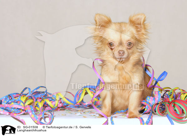 Langhaarchihuahua / SG-01508