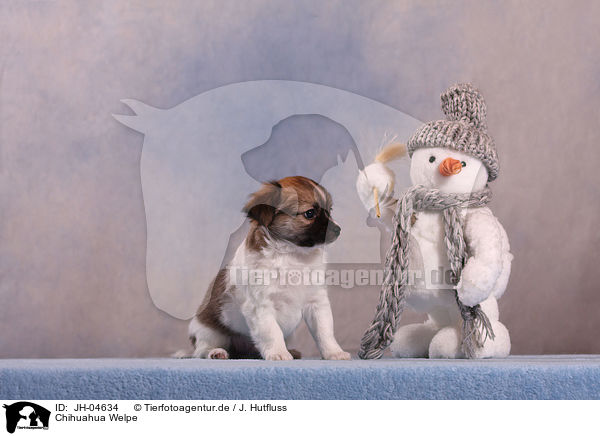 Chihuahua Welpe / Chihuahua puppy / JH-04634