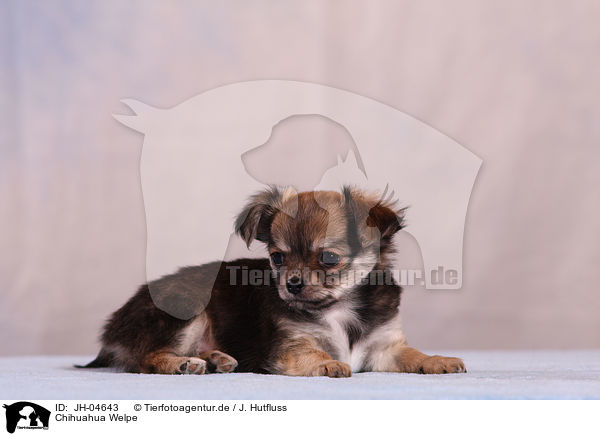Chihuahua Welpe / JH-04643