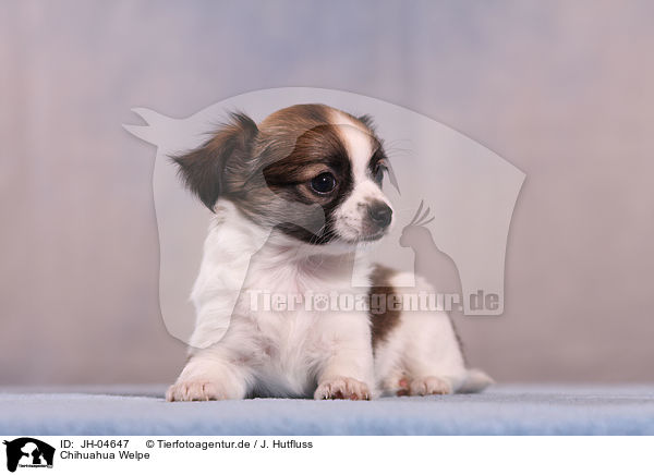 Chihuahua Welpe / JH-04647