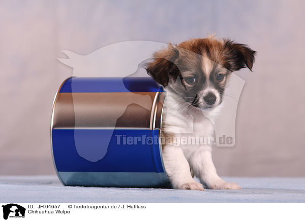 Chihuahua Welpe / JH-04657