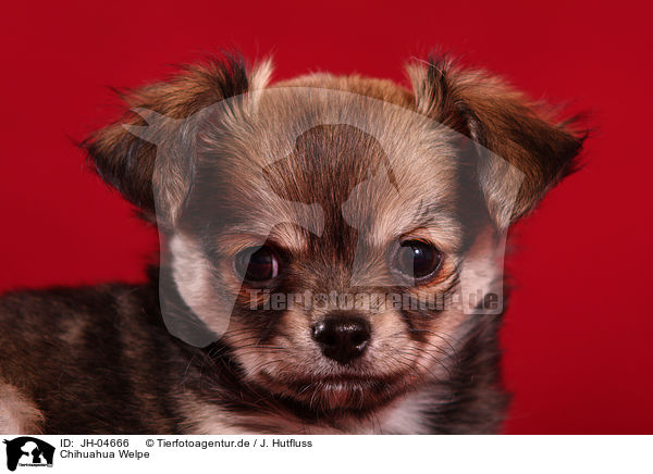 Chihuahua Welpe / Chihuahua puppy / JH-04666
