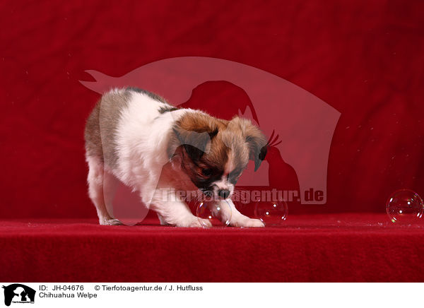 Chihuahua Welpe / Chihuahua puppy / JH-04676