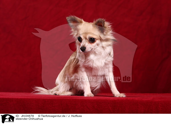 sitzender Chihuahua / JH-04678